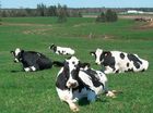 Biogas