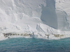 pinguin.