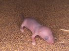 RUPS EN RAT XD