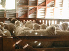 Schapen