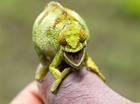 Kameleon
