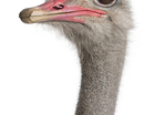 test 1