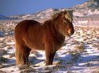 Dolle pony