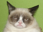 boze kattepoes