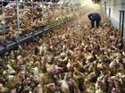 wees biologisch