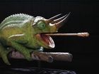 Kameleon 